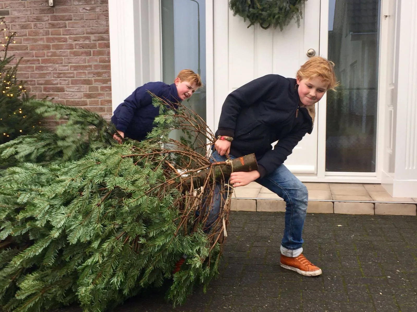 kerstbomen