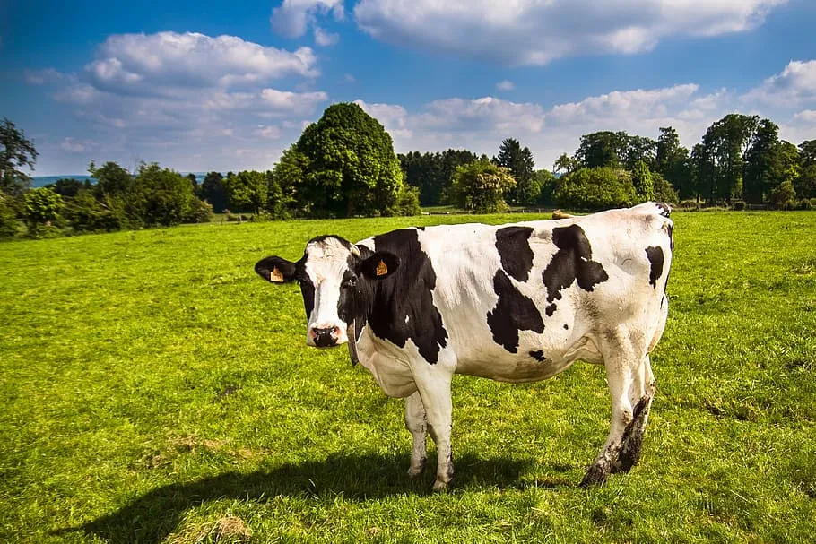 koe natuur