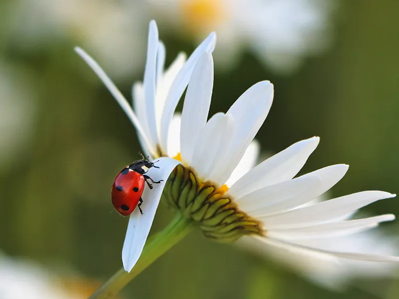 macrofotografie lieveheersbeestje fablab