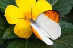 orange tip butterfly petr kratochvil pdp 300x2001