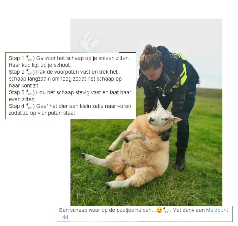 schaap