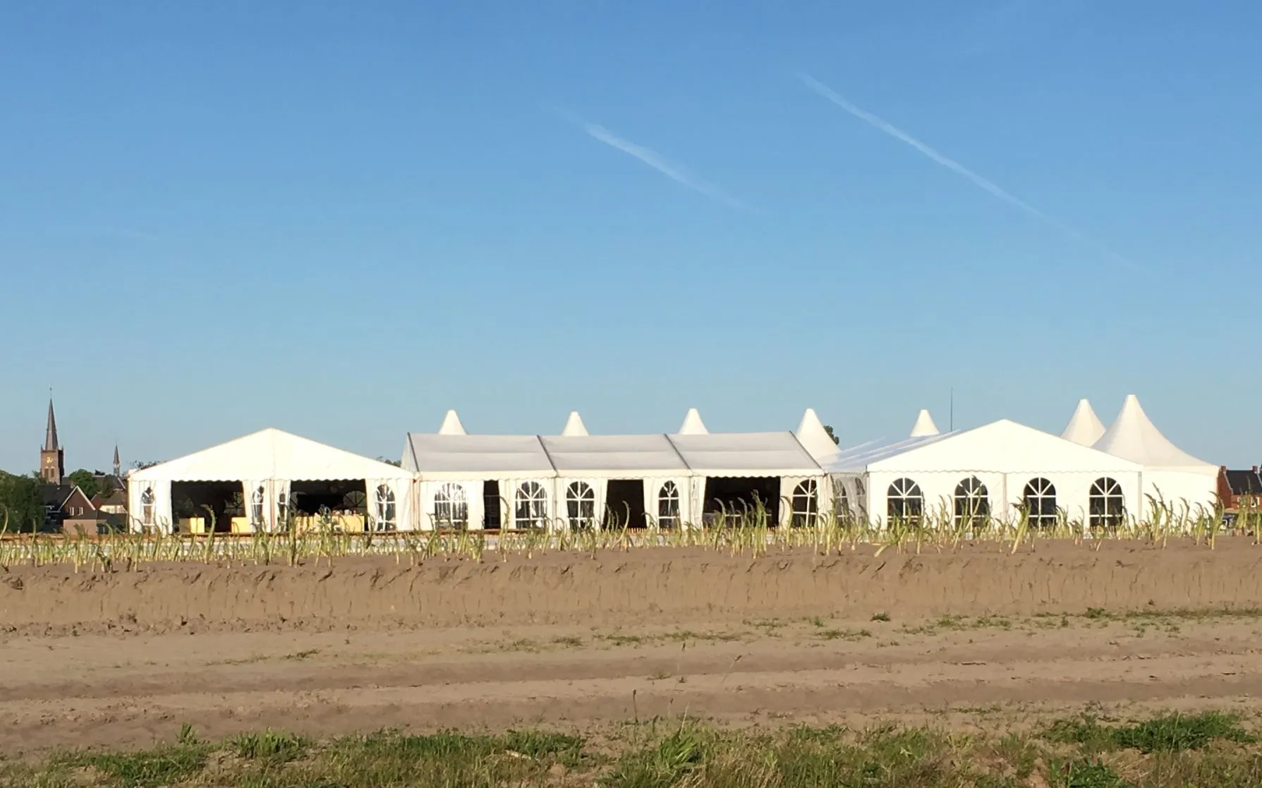 asperges op de velden klein