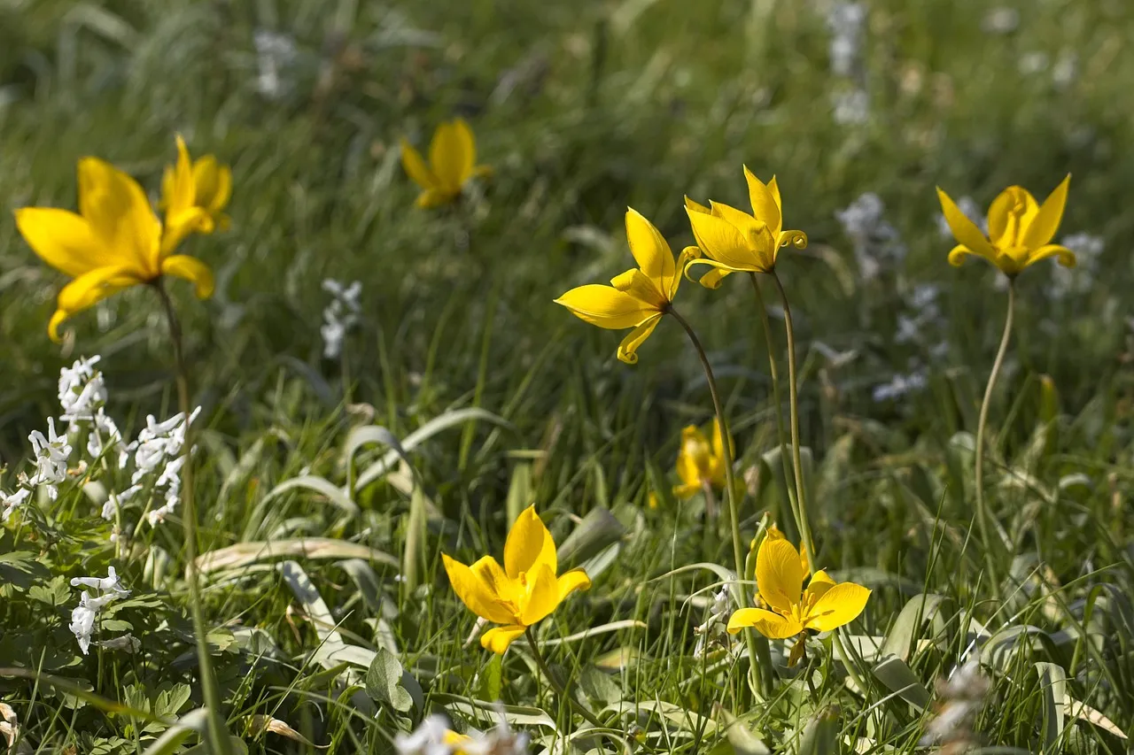 bostulp ria via pixabay