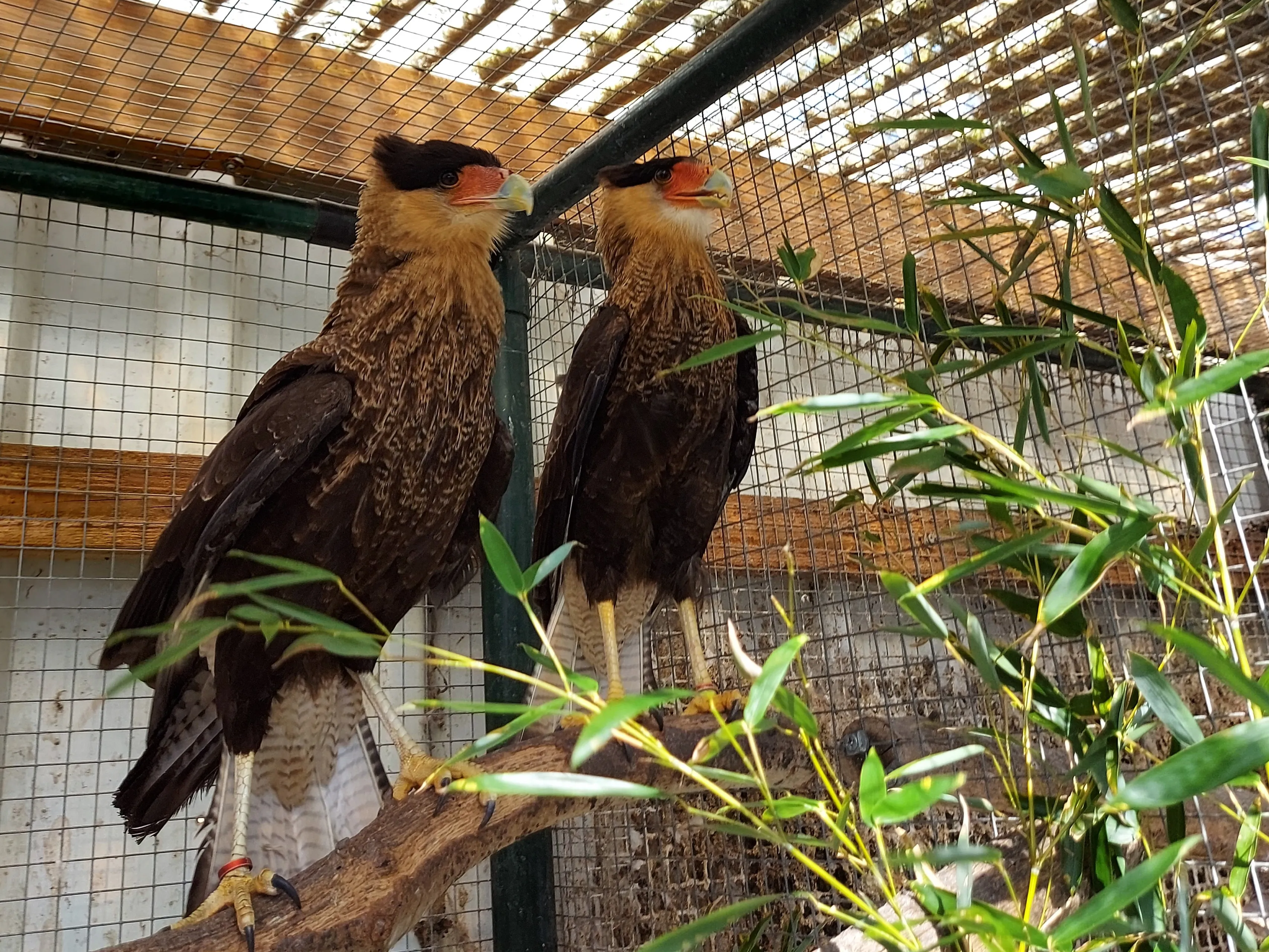 caracara