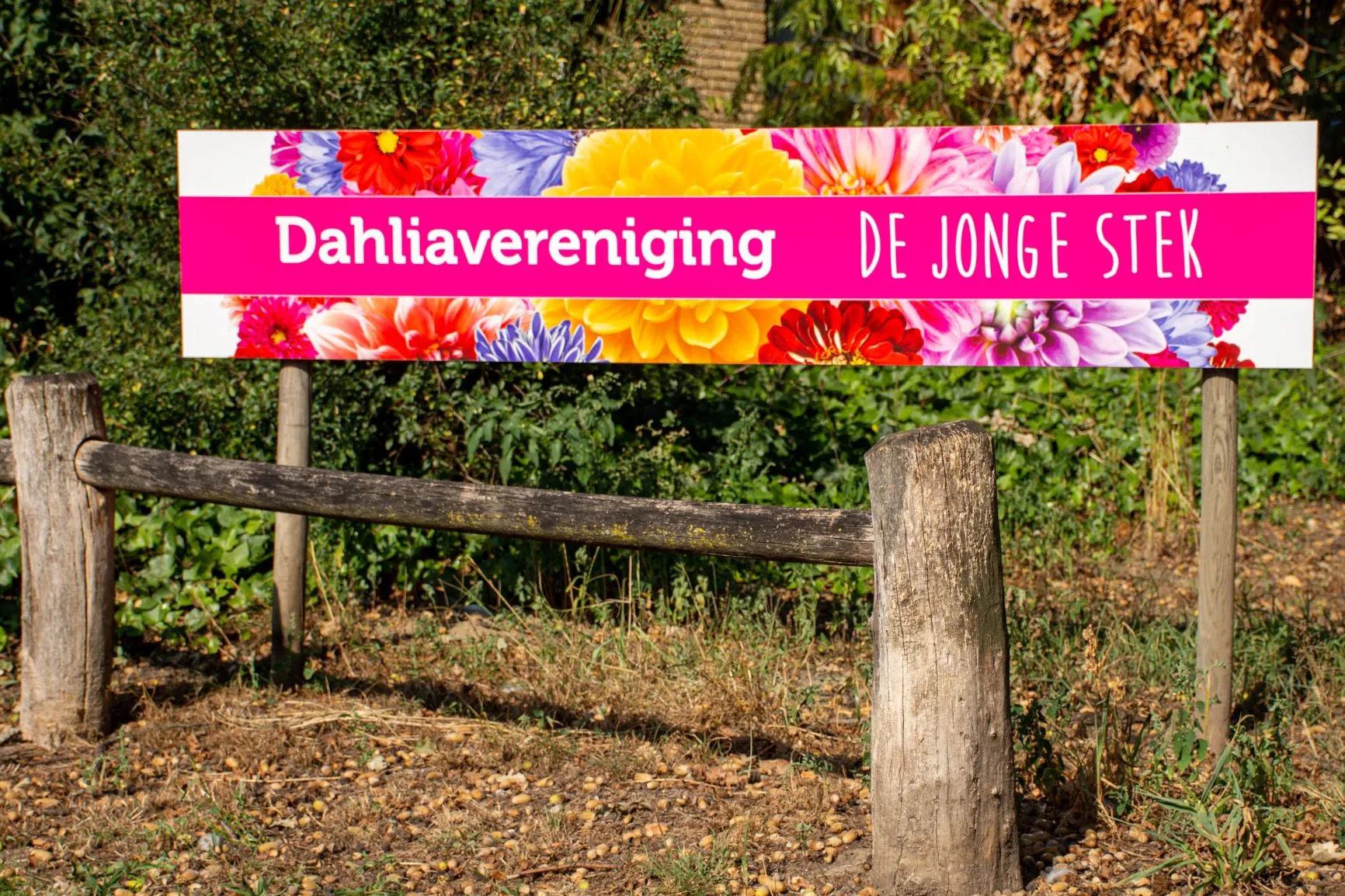 dahliaver de jonge stek