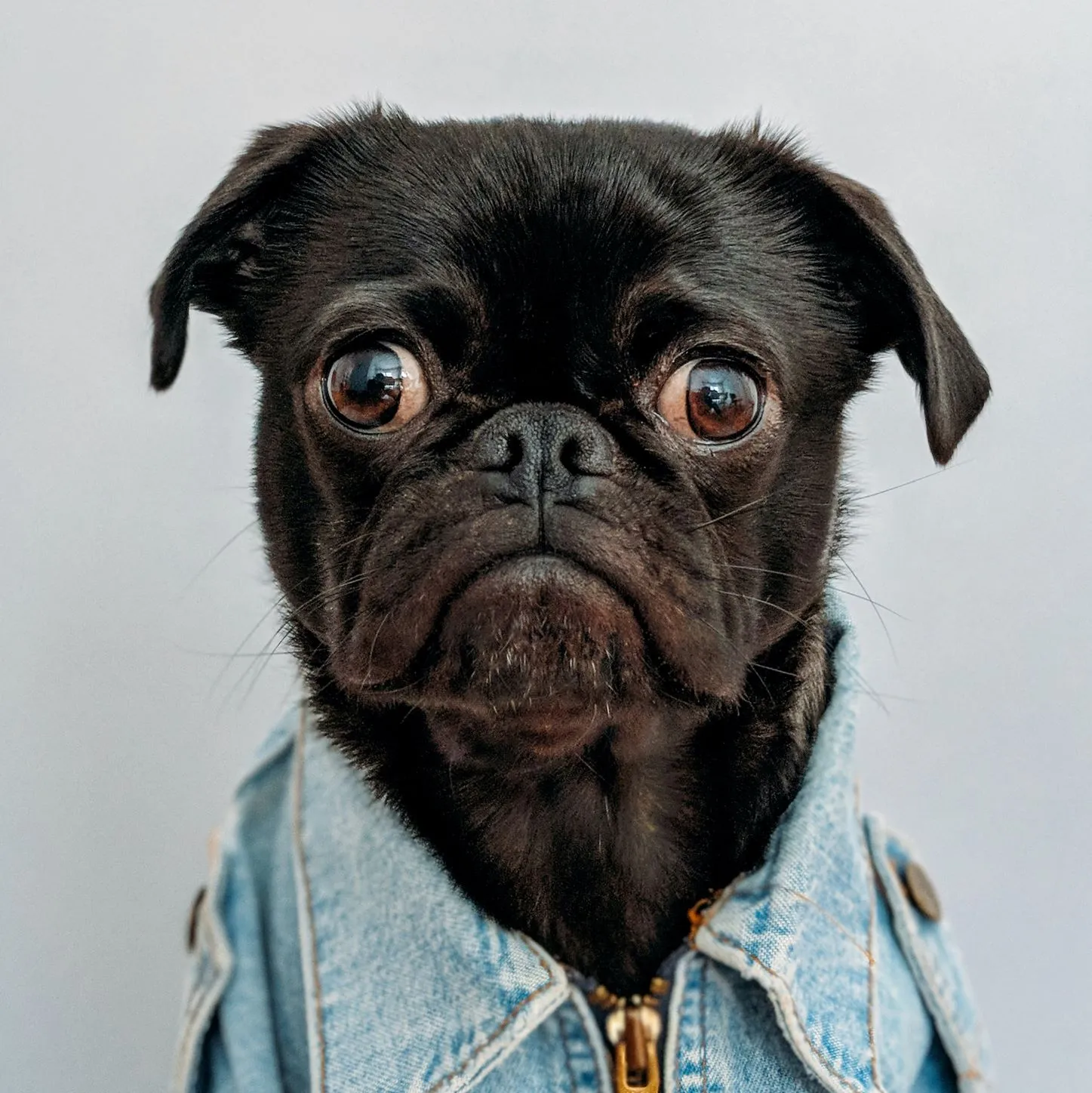 hond charles deluvio on unsplash