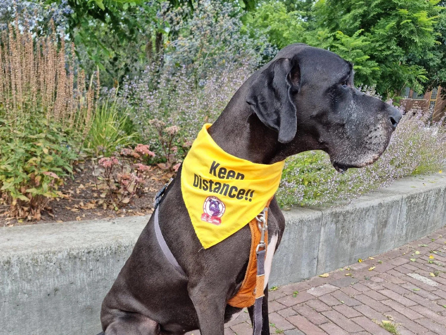 hond met yellow alert