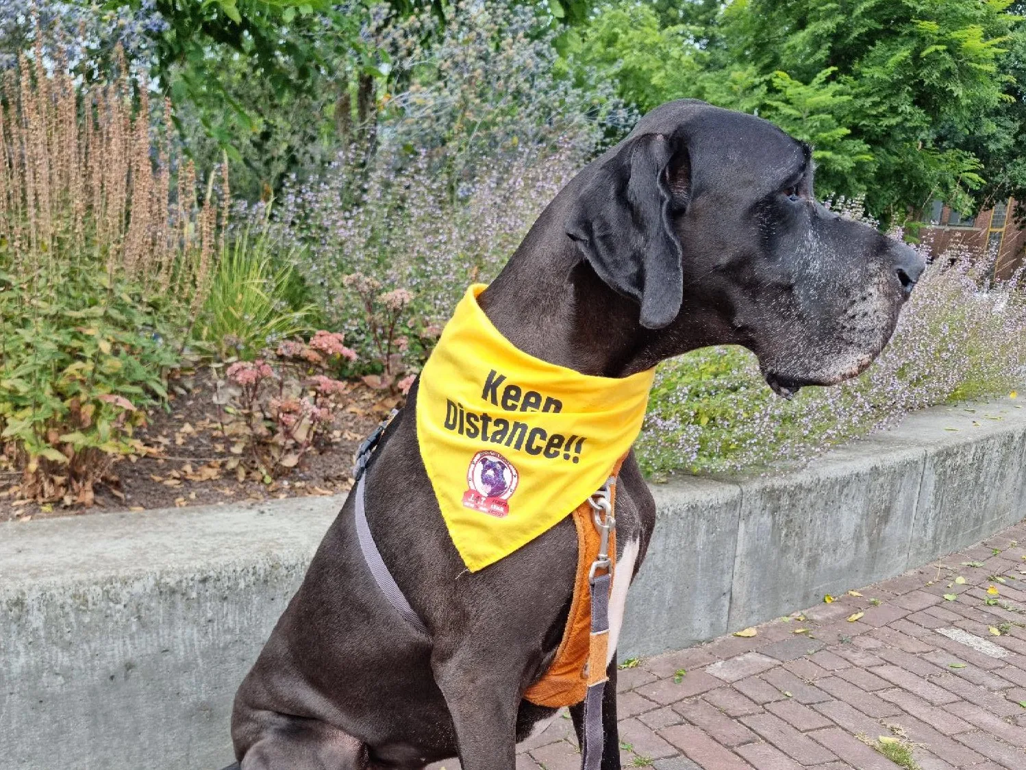 hond met yellow alert