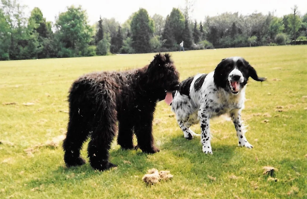 honden