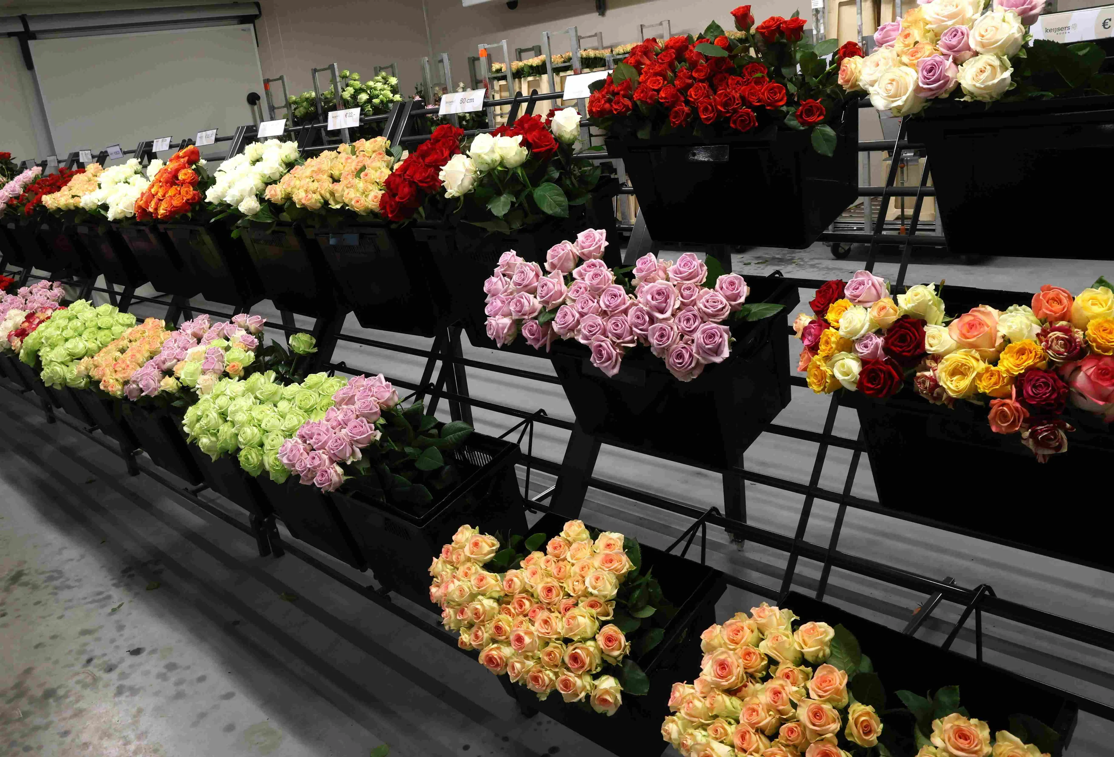 keijsers rozen