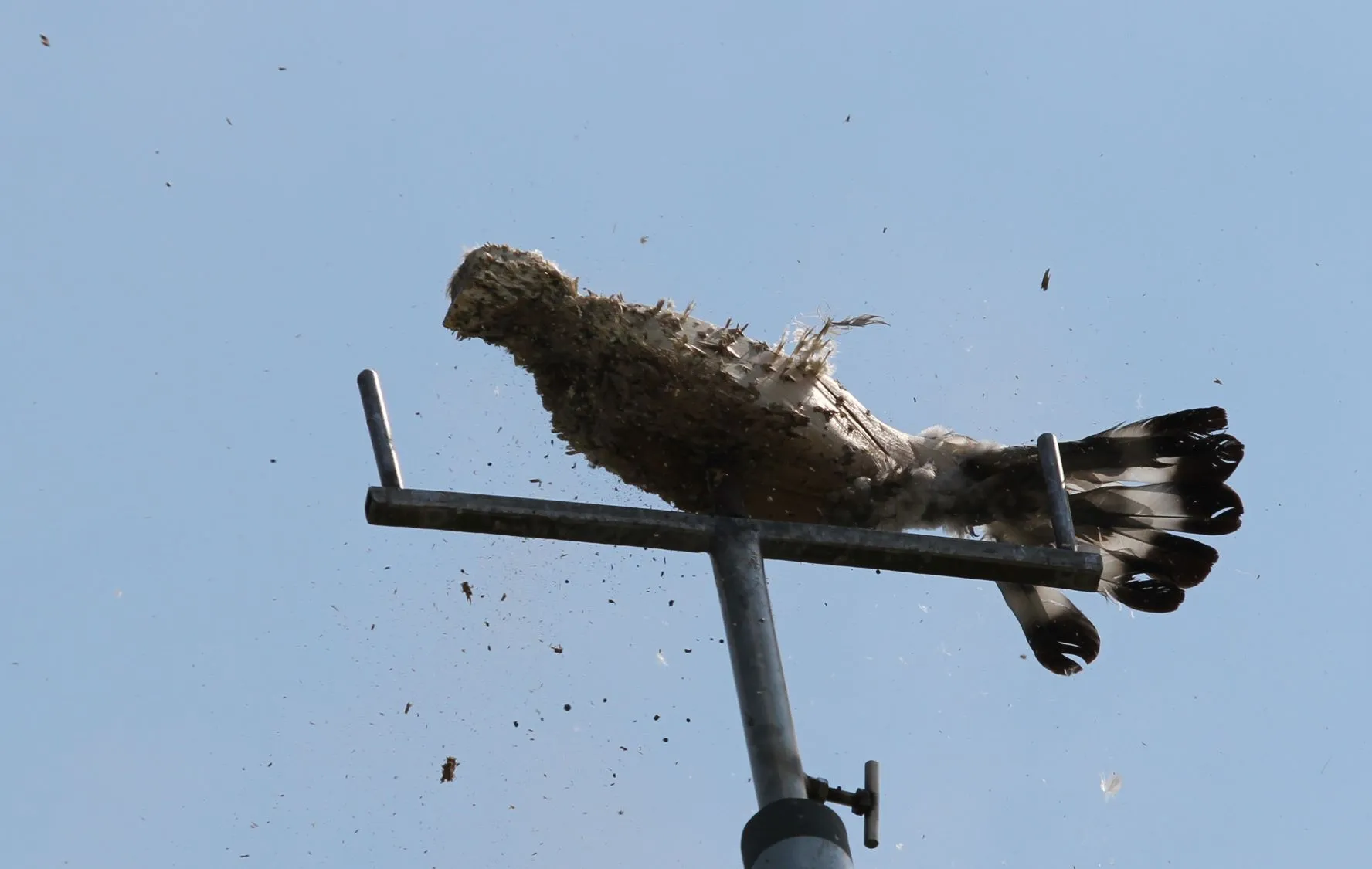 koningsschieten vogel