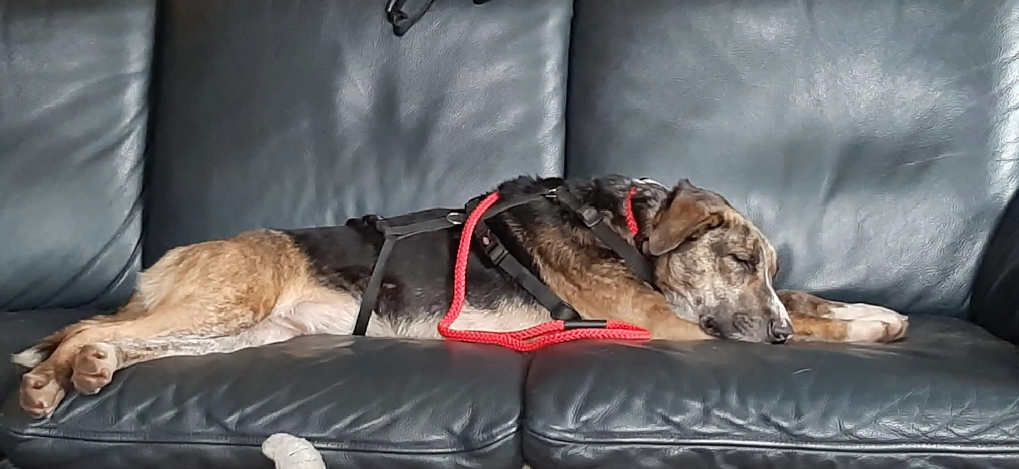 moe en vermagerd ligt senna weer bij haar baasje op de bank