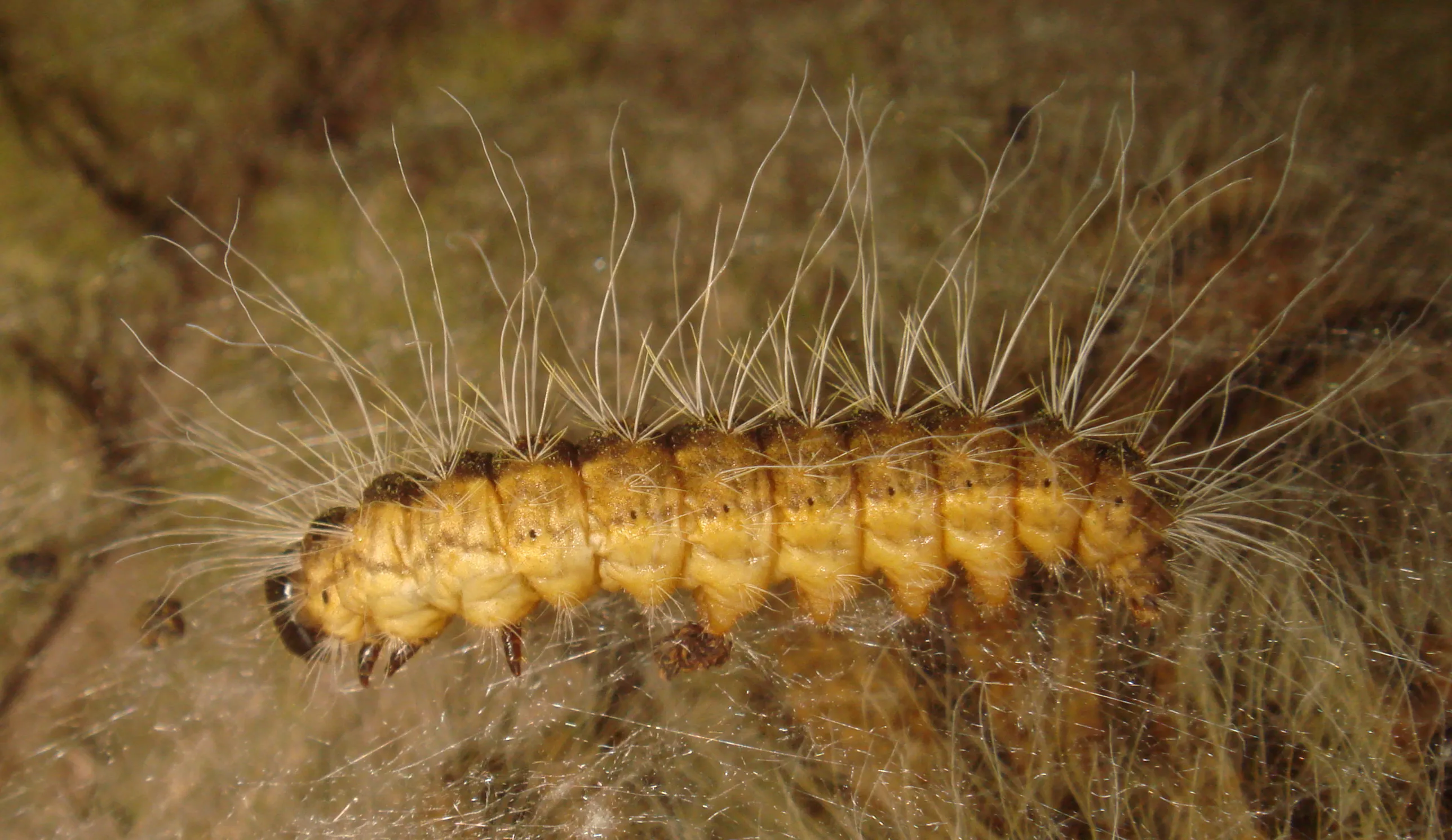 processionea dsc08403c ghagedorn