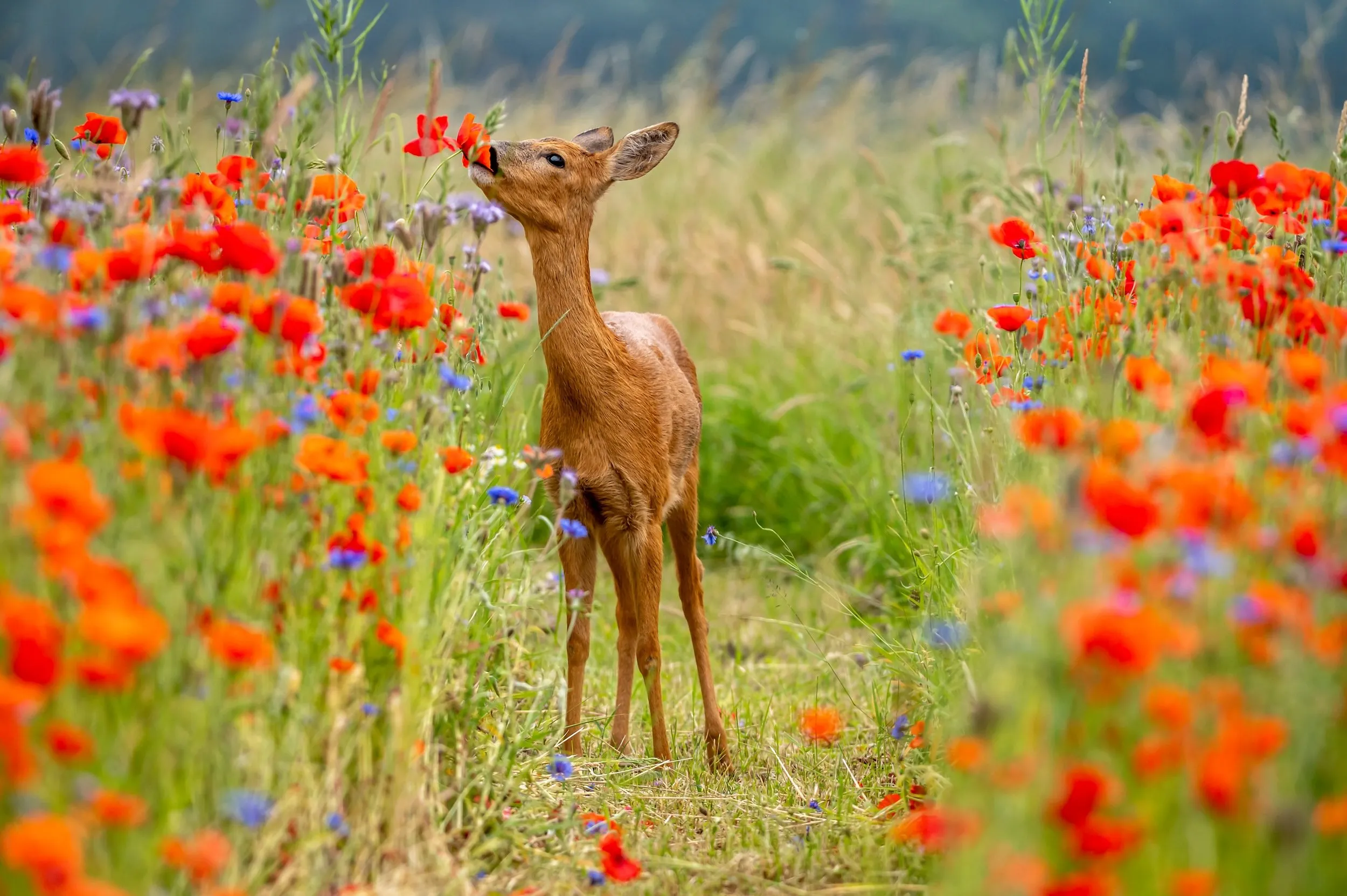 snoepende ree gonnie van de schans
