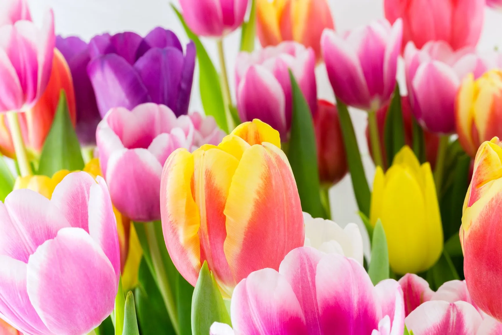 tulpenkaart