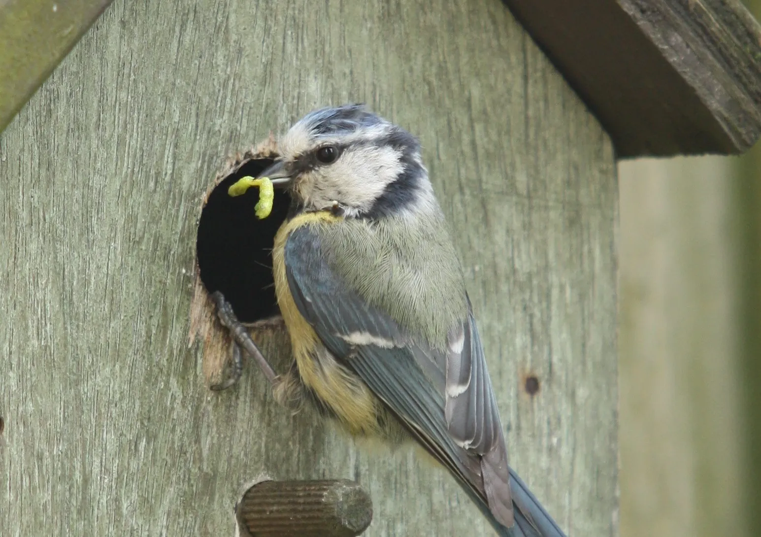 vogeltje bij huisje