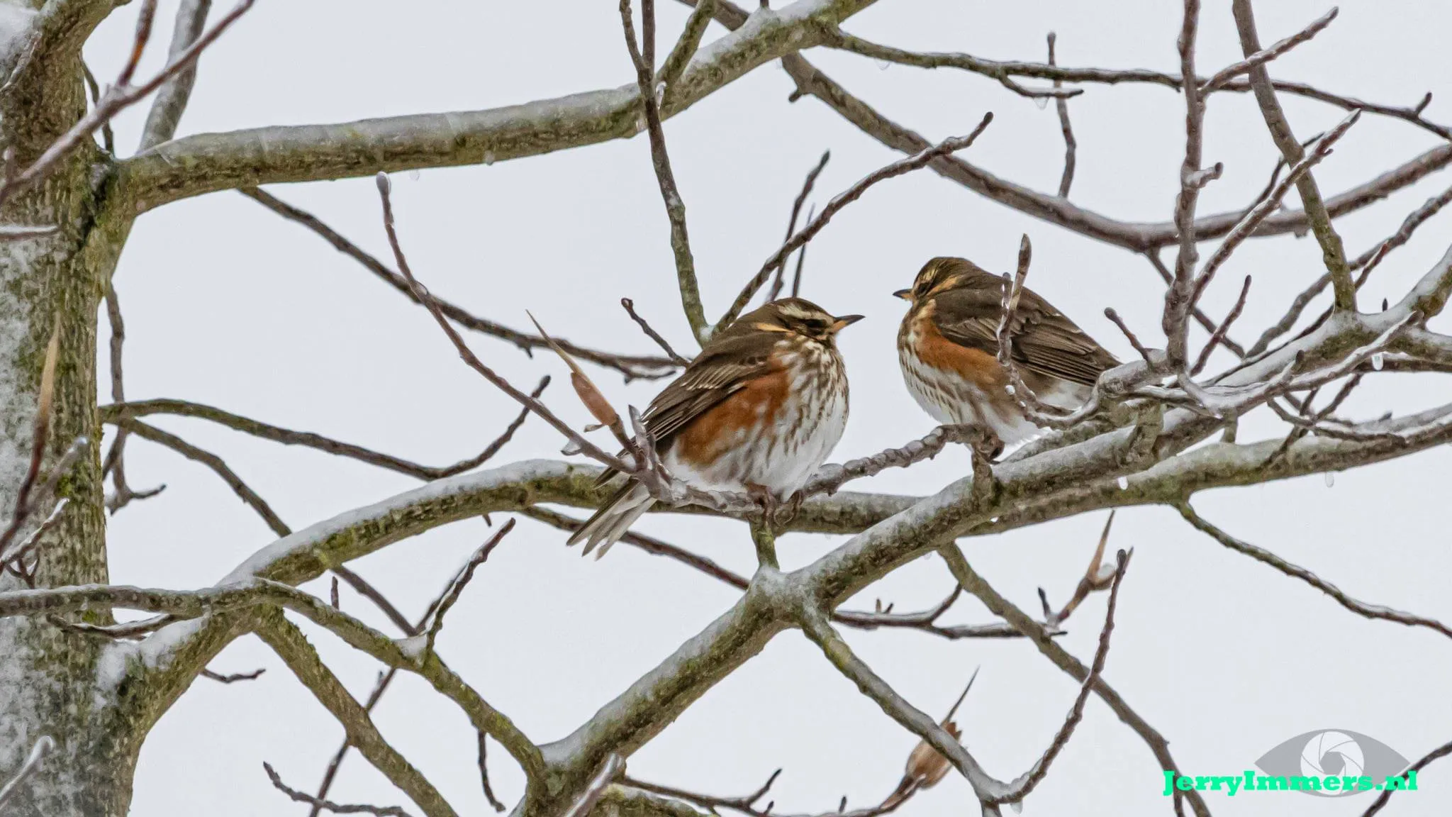 vogeltjes winter