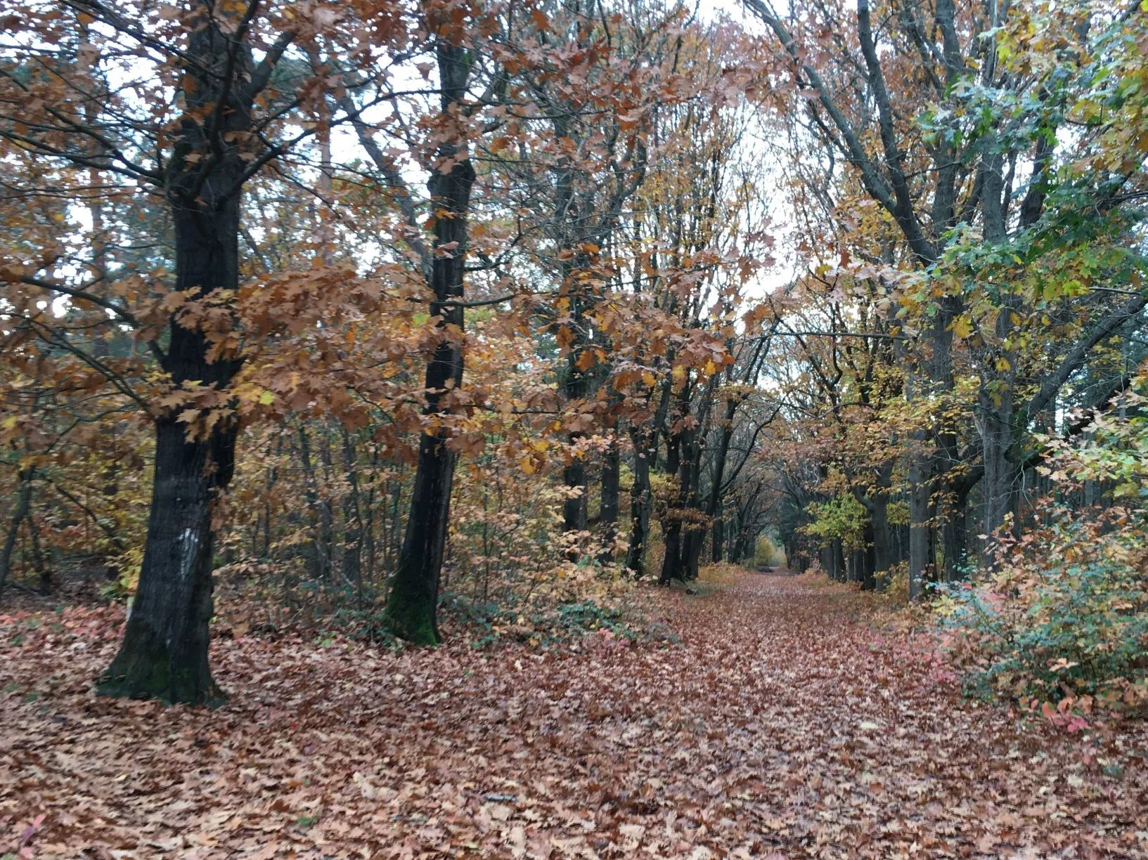 bos herfst