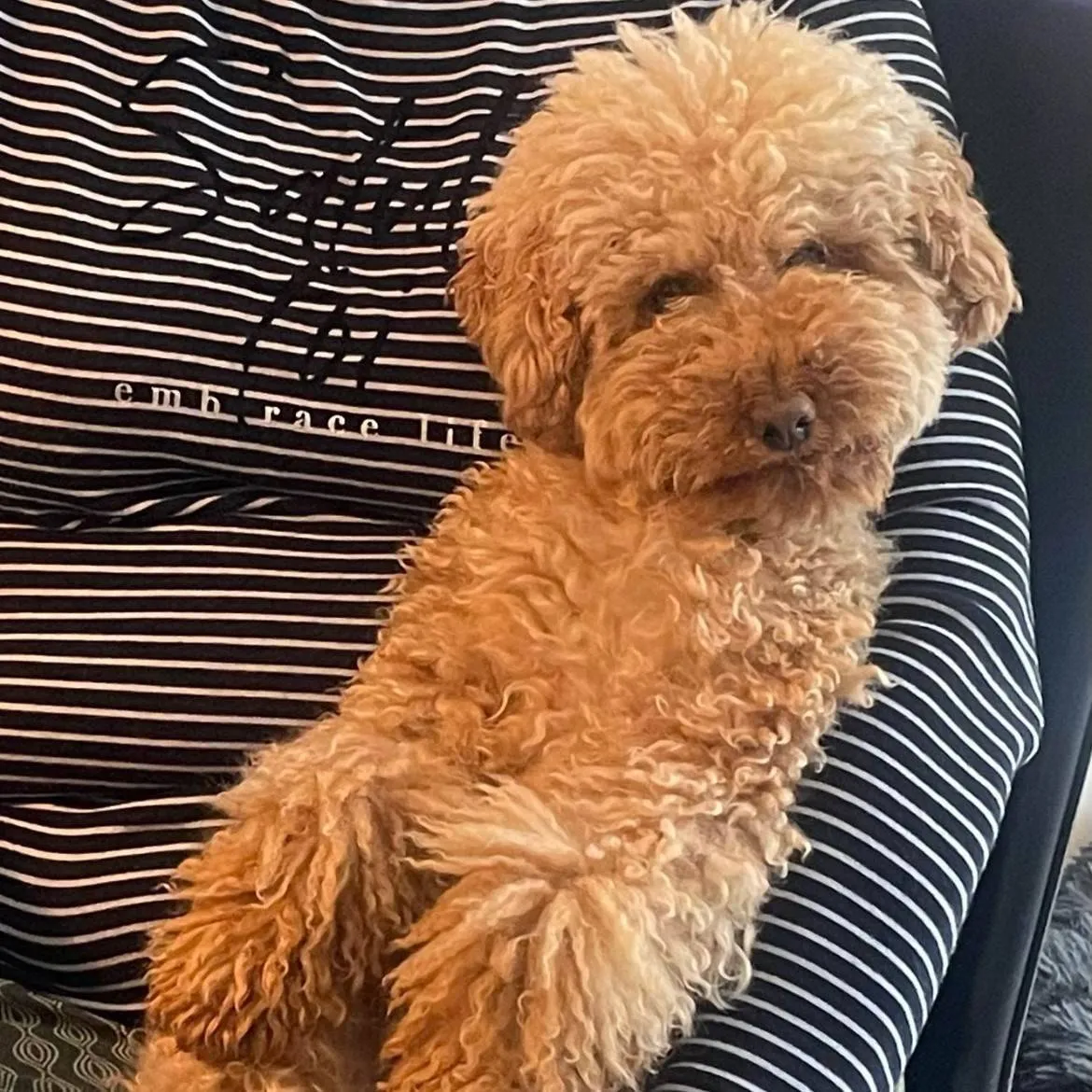 hondje bibi uit vaartbroek