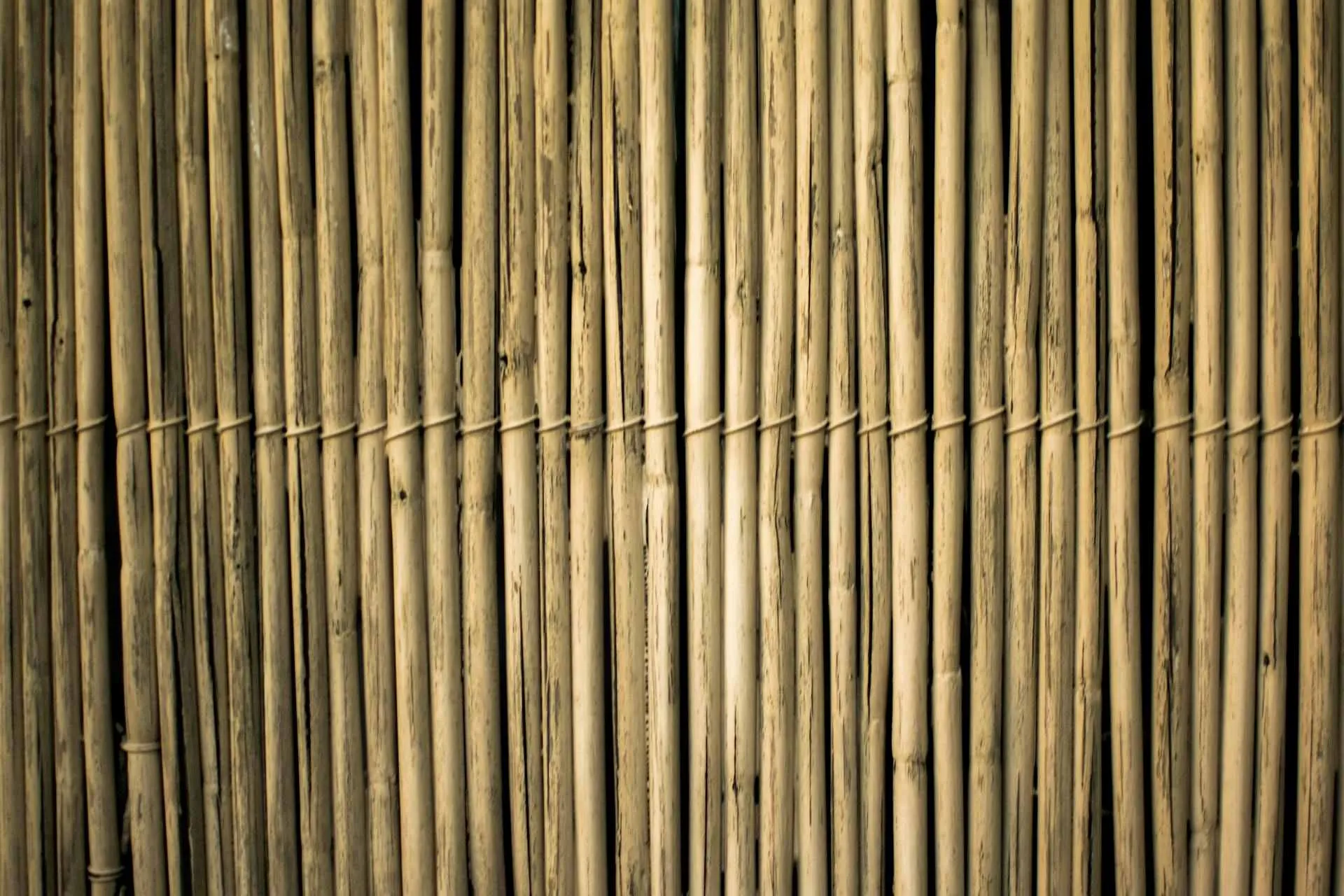 Bamboe Archie Binamira via Pexels