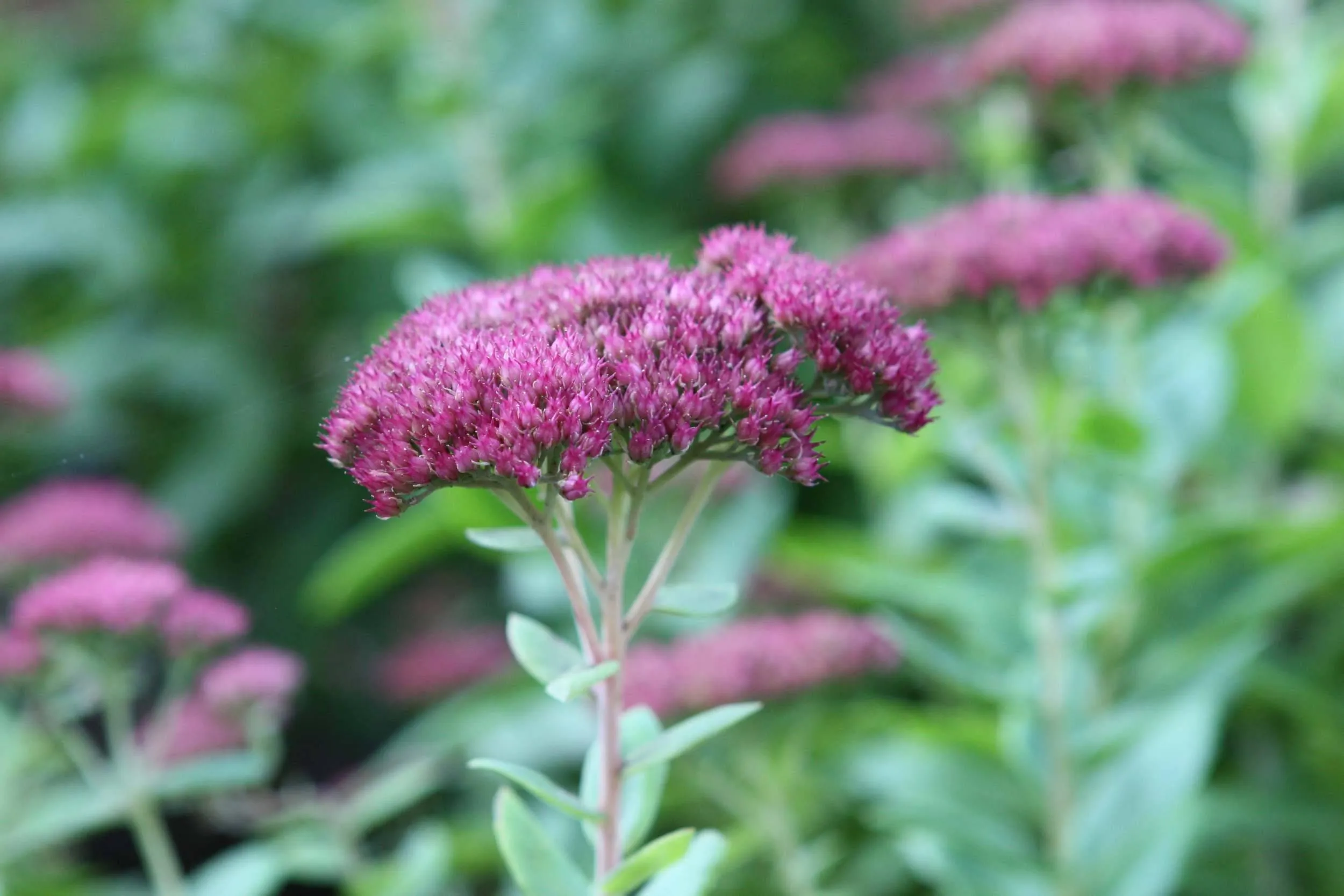 Tuinplant