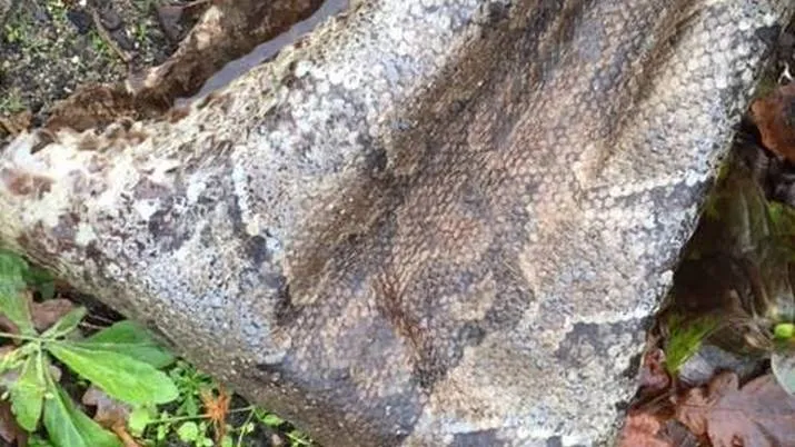 24900091 1535375176550468 2891915260792719765 n