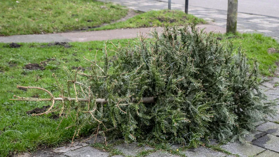 3z1a3090 kerstboom 915x518 1