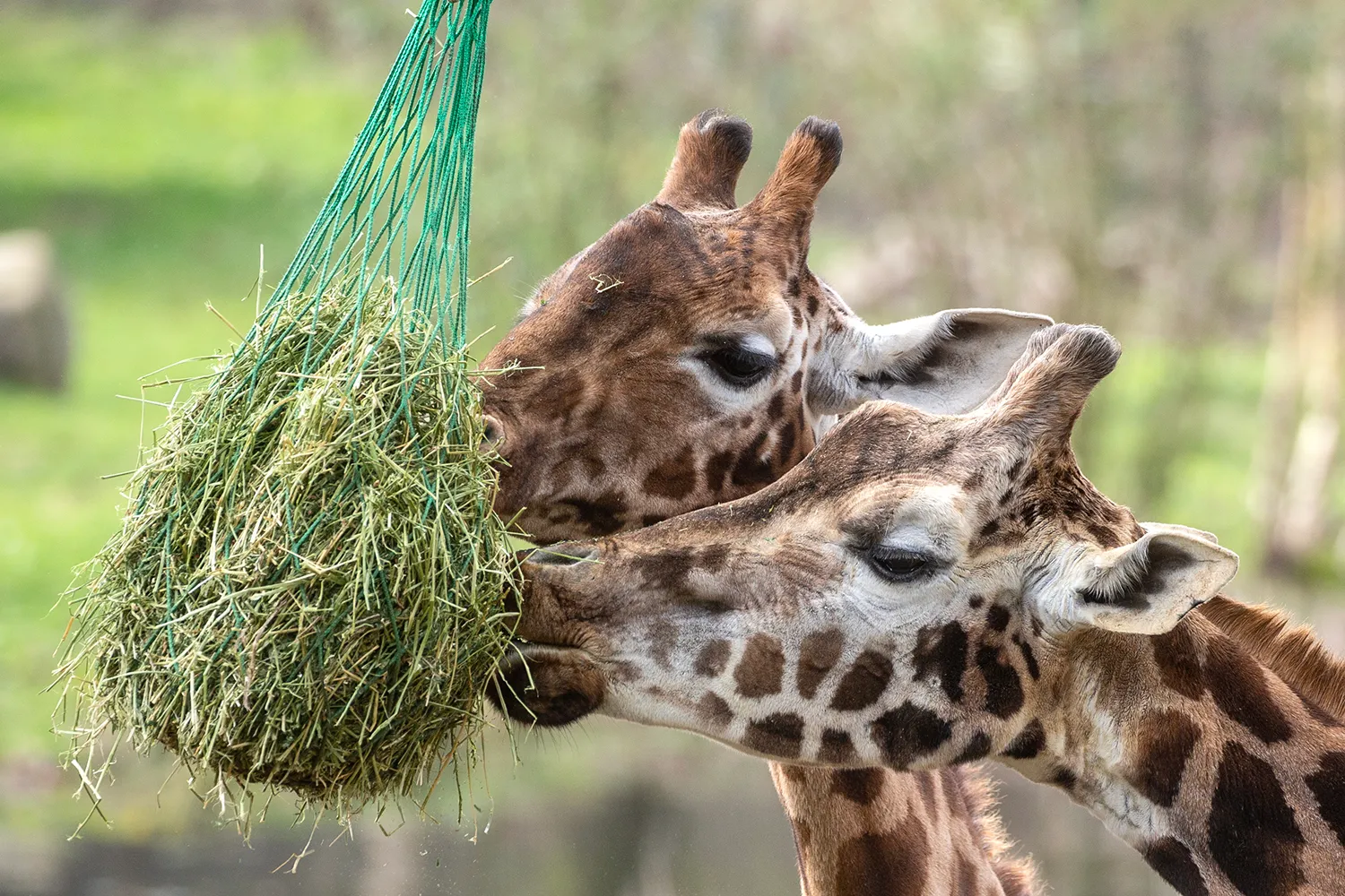 5i5a3604 kopieren giraffes wim meijer fotografie