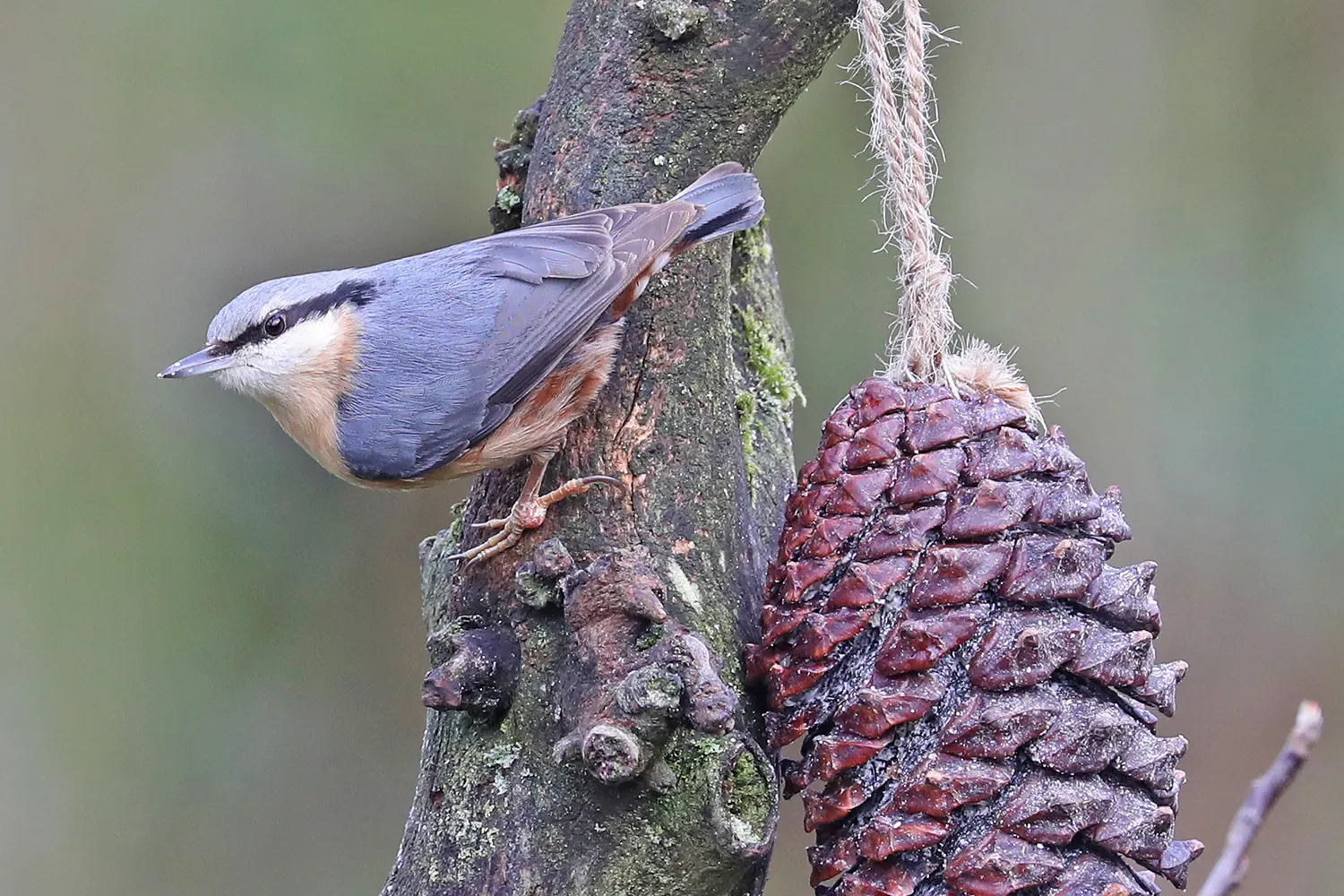 boomklever rene van rossum 1