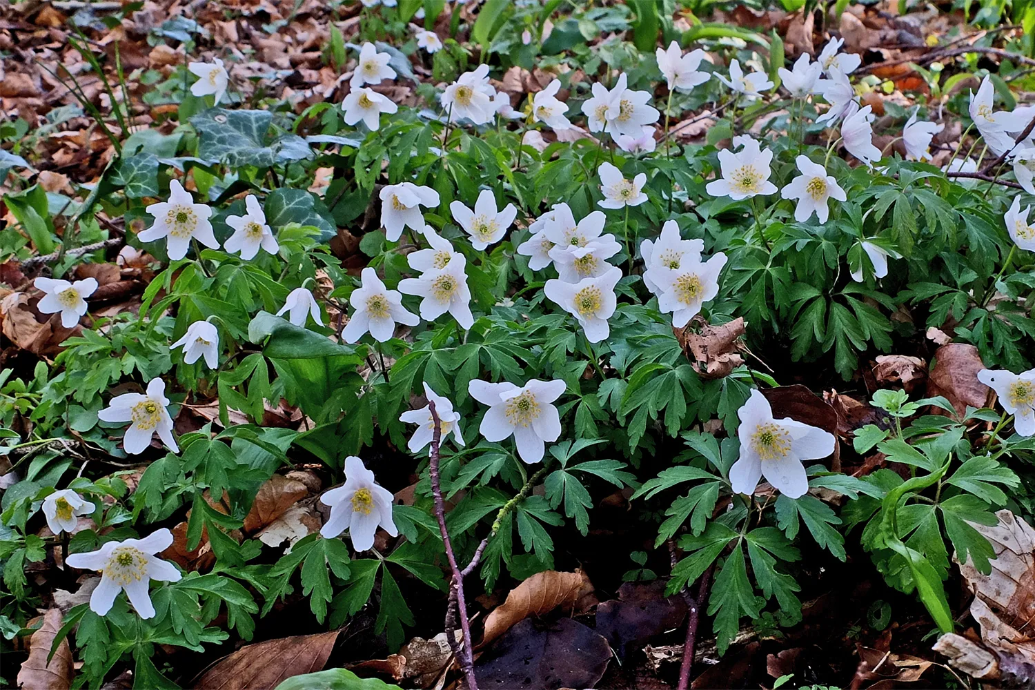 bosanemoon 1 theo baas