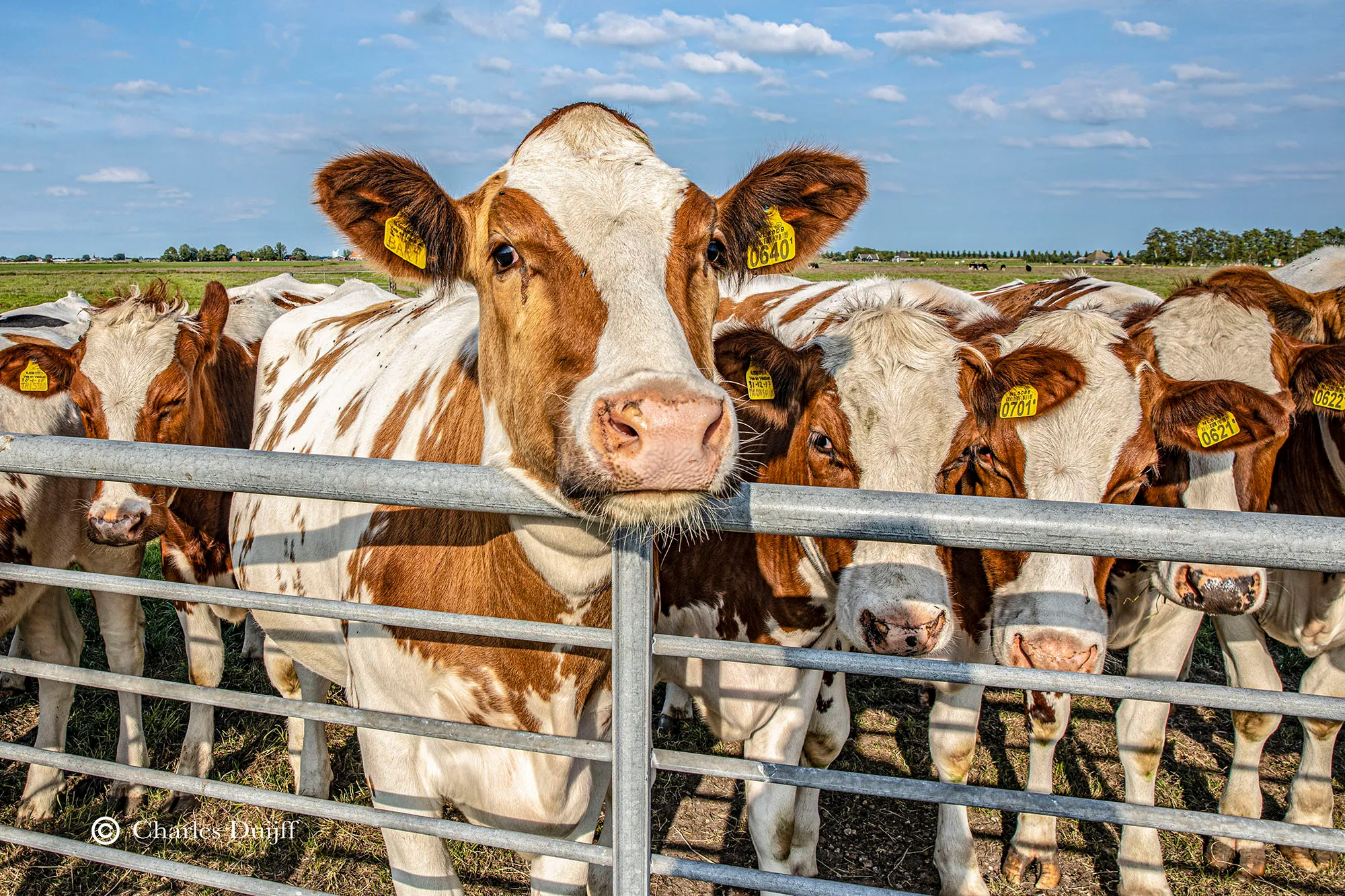 cows
