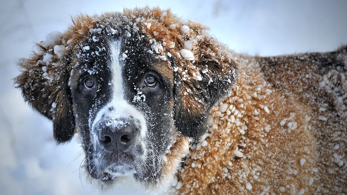 dog in the snow 1168663 1920
