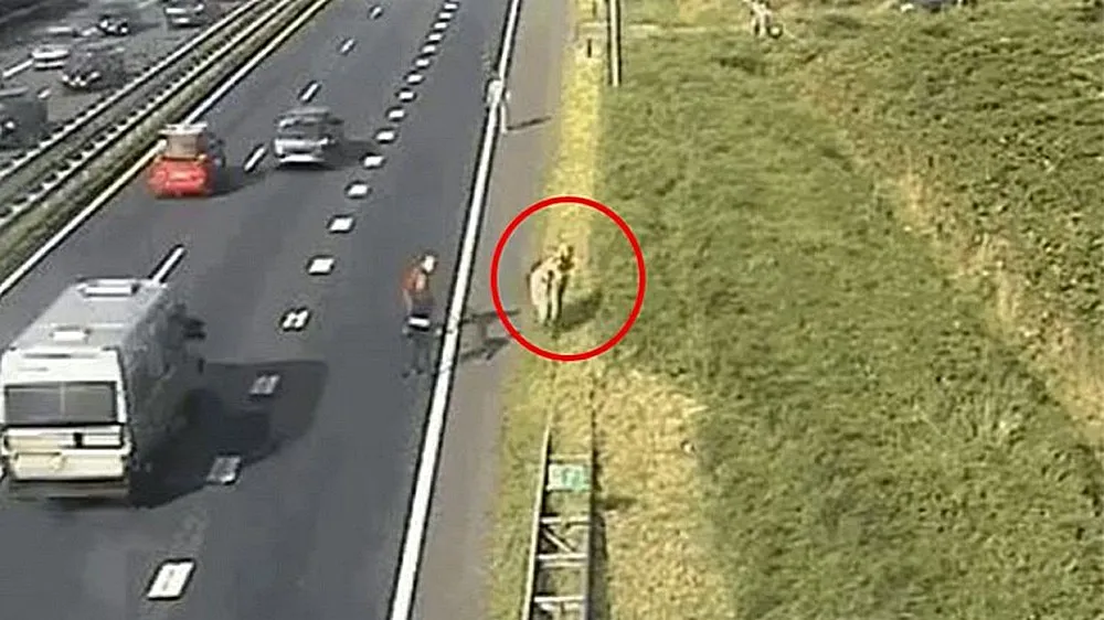 foto rijkswaterstaat koe