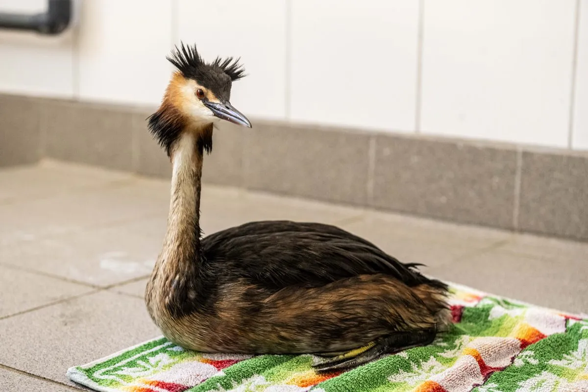 fuut foto julie blik