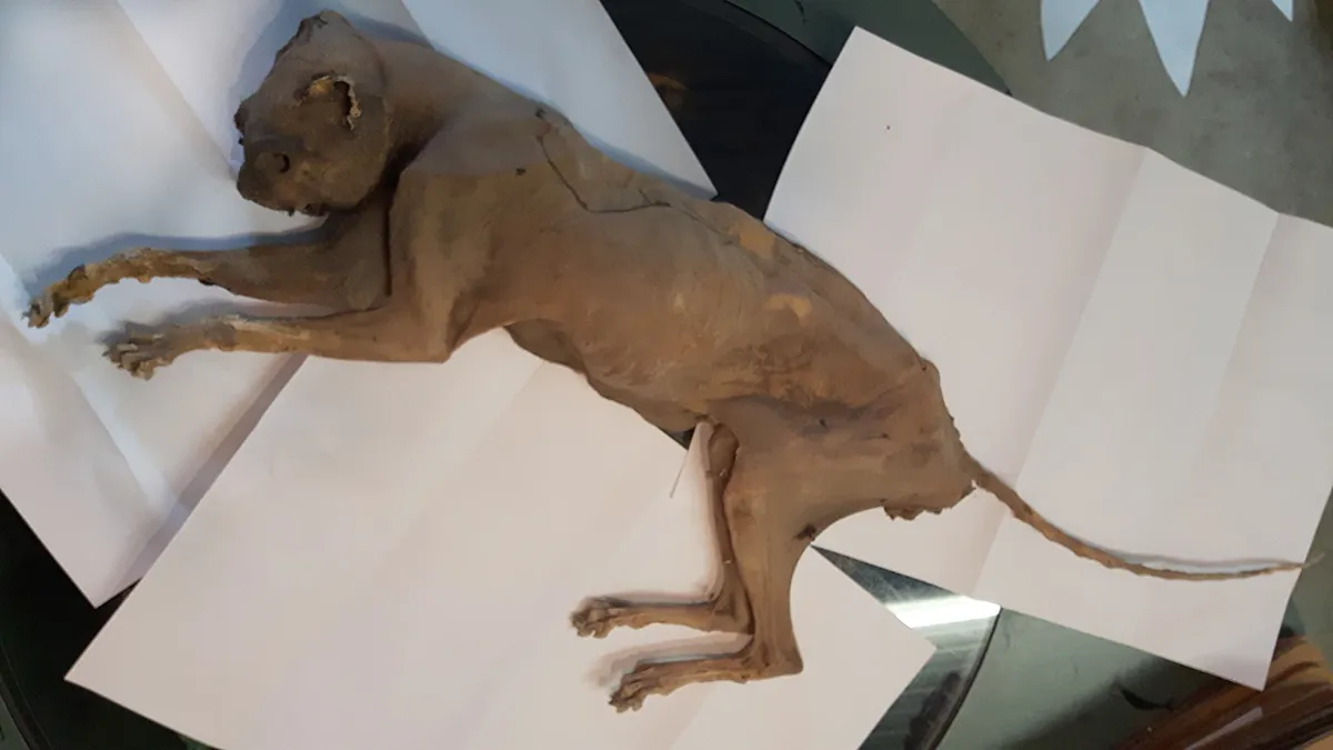 gemummificeerde kat 2017 1