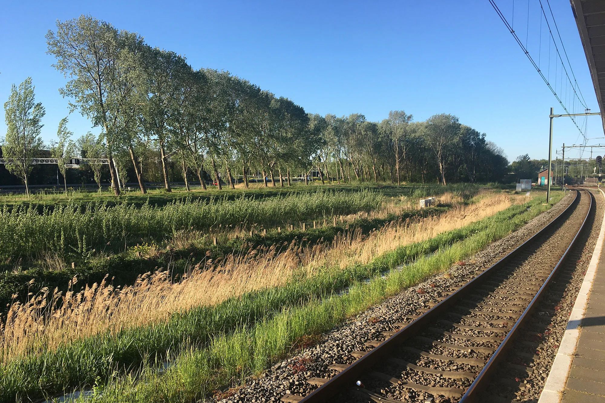 img 8853 abelen hans olsthoorn