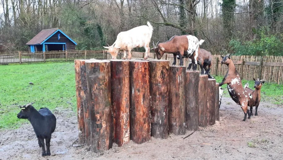 kippen en geiten zorgvrij 915x518 1