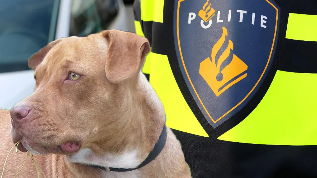 logo politie ijmond en hond