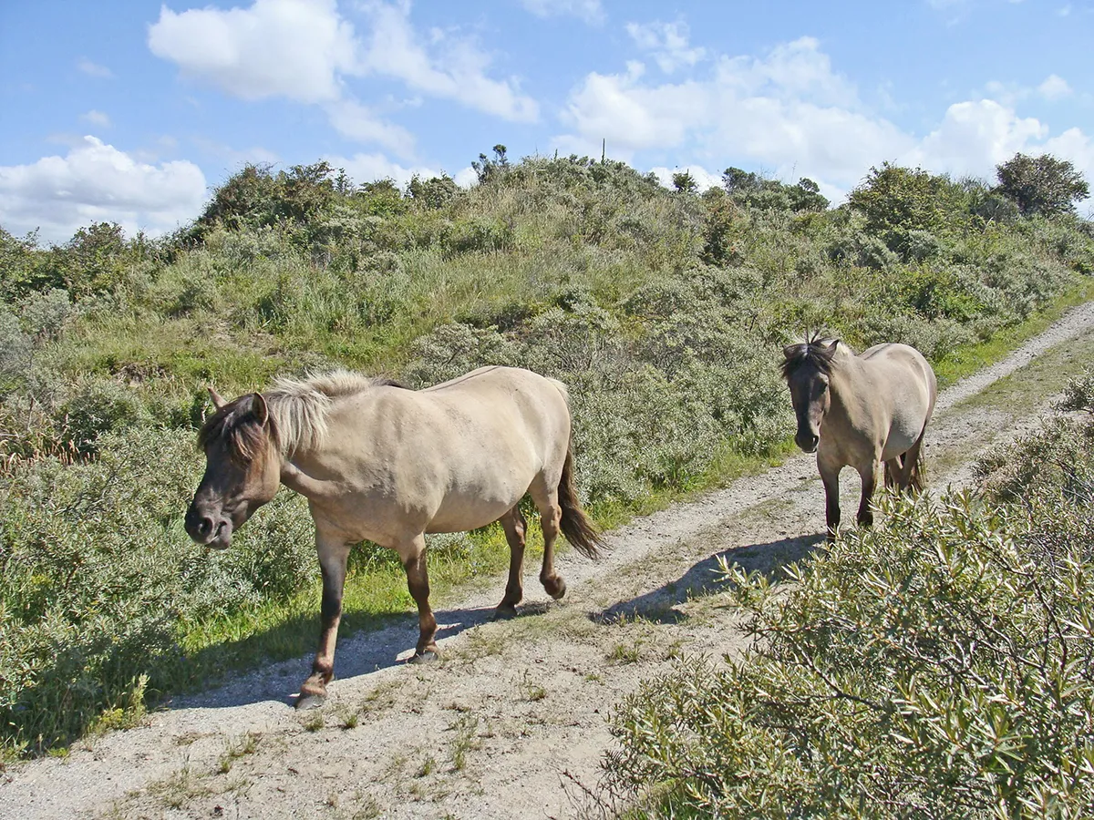 natuurmonumenten npzk konikpaarden 1
