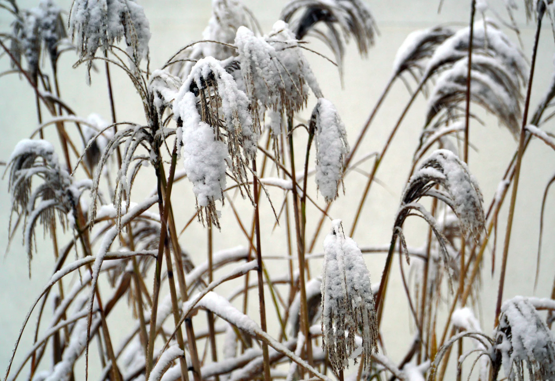 snow 5910951 1920