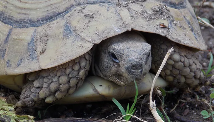 tortoise 1207373 1920banner