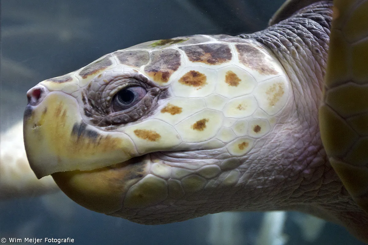 tumblr ngc0le7rcj1svvyvco2 1280