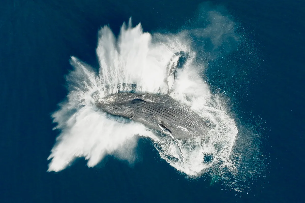 whale nation st 6 jpg sd high 1 kopieren 1