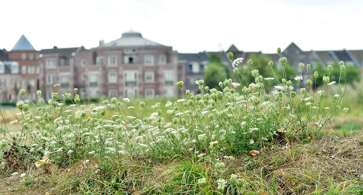wilde peen aan de rand van een speelveld small