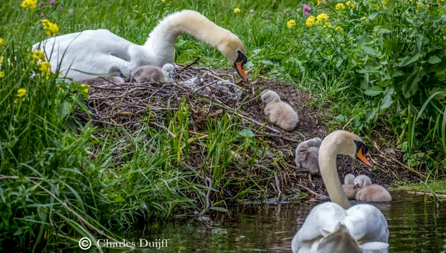 zwaantjes twee 915x518