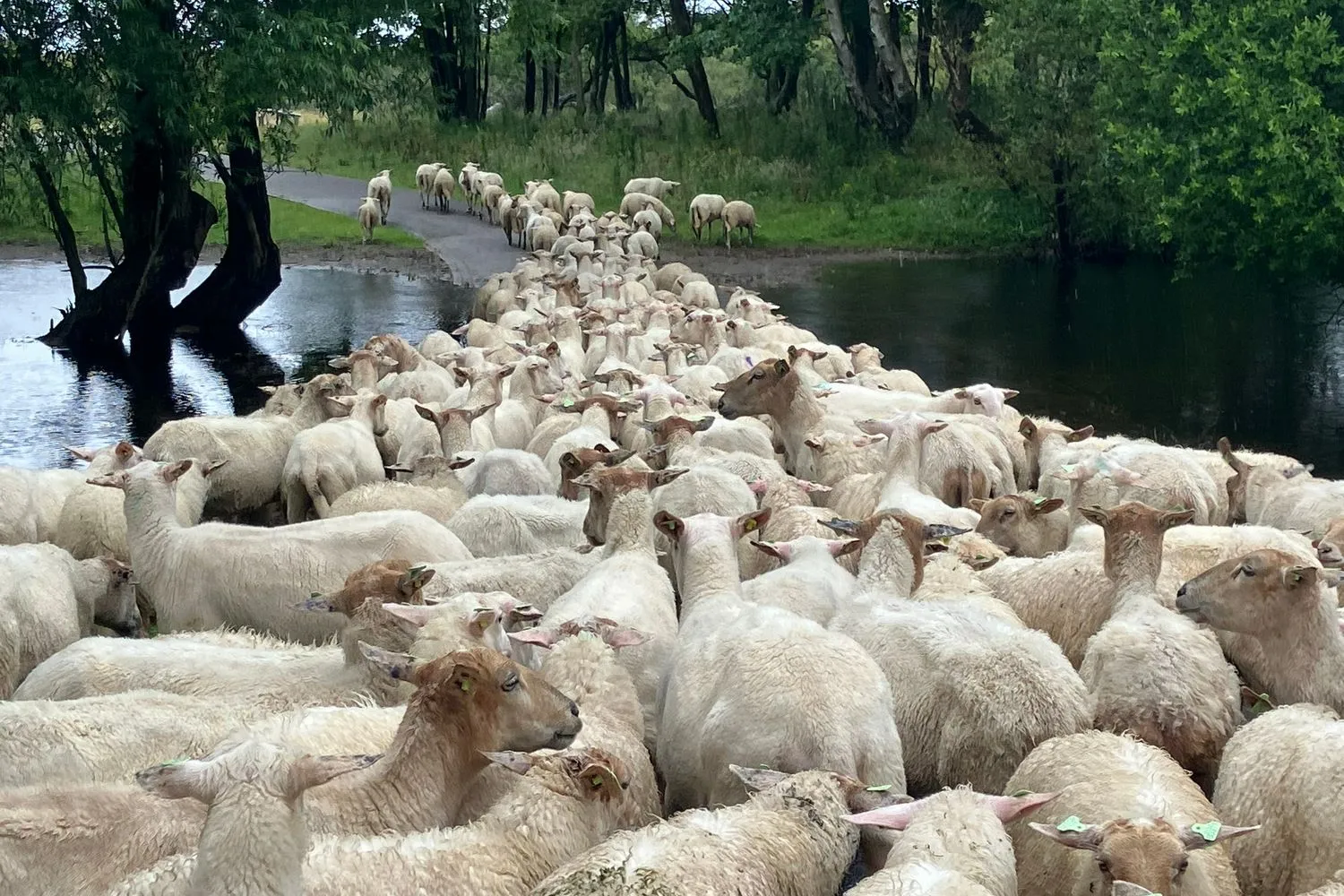 natuurmonumenten schapen dkb tankgracht