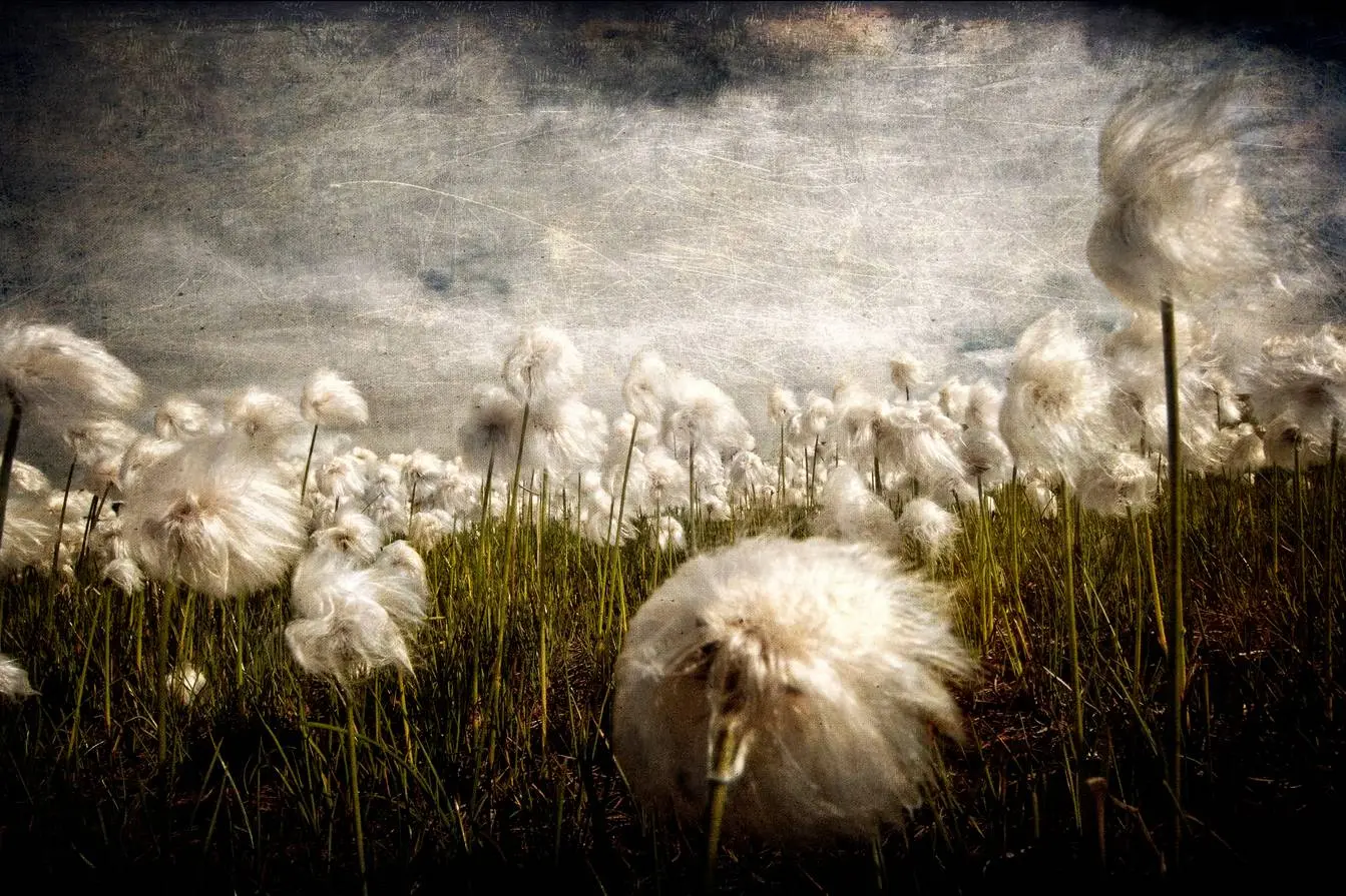 FLUFFIES_RCA_3881