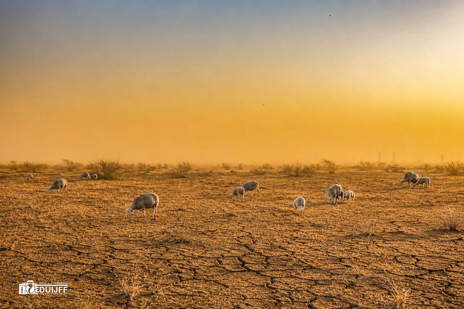Schapen in sahellandschap