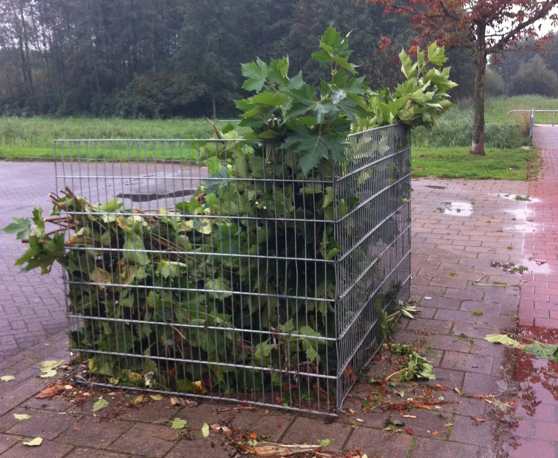 bladkorf e1536563261234