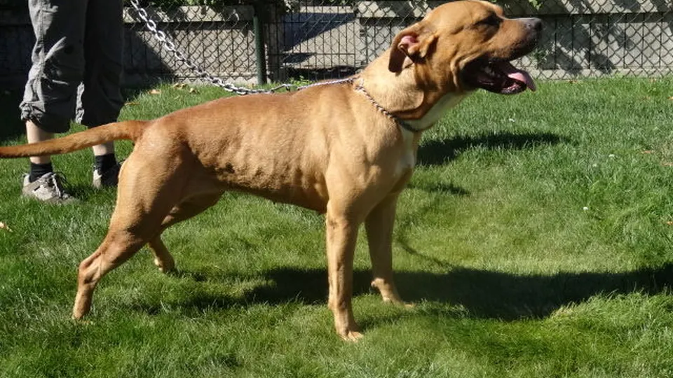 gedumptehond dierenpension helden